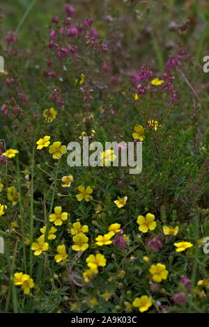 Potentilla erecta - Tormentil with Erica cinerea growing on moorland in Somerset, SW England Stock Photo