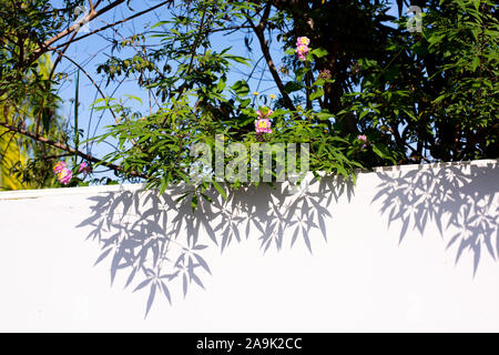 Light and shadow number 3937 Stock Photo