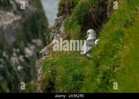 Close-up view of seagull nesting on a cliff, Faroe Islands Stock Photo
