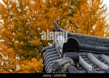 South Korean traditional rooftop with ginkgo tree in autumn season. Stock Photo