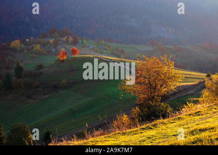 rural landscape at sunrise. beautiful autumn scenery in mountains. trees in fall foliage on rolling hills in dappled light. path  through grassy slope
