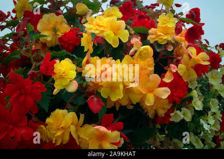 Hanging basket amenity plantings with carefully coordinated colours - Petunia surfinia 'Yellow Dream', Verbena - white, Diascea -Salmon, Begonia - red Stock Photo