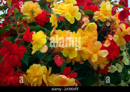 Hanging basket amenity plantings with carefully coordinated colours - Petunia surfinia 'Yellow Dream', Verbena - white, Diascea -Salmon, Begonia - red Stock Photo