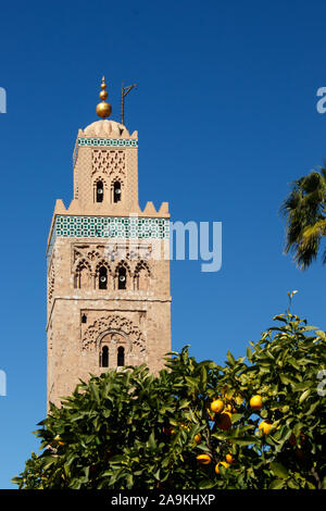 Koutoubia-Mosque in Marrakesh with a  cloudless blue sky and an orange tree in the foreground Stock Photo