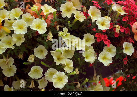 Hanging basket amenity plantings with carefully coordinated colours - Petunia surfinia 'Yellow Dream', Verbena - white, Diascea -Salmon, Begonia - red Stock Photo