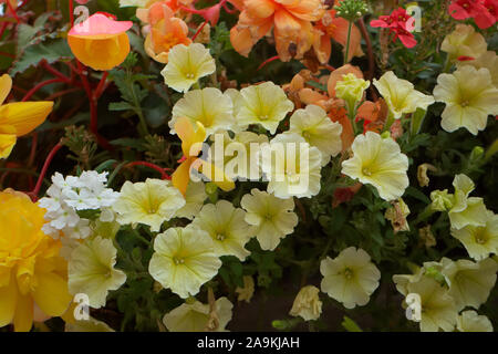 Hanging basket amenity plantings with carefully coordinated colours - Petunia surfinia 'Yellow Dream', Verbena - white, Diascea -Salmon, Begonia - red Stock Photo