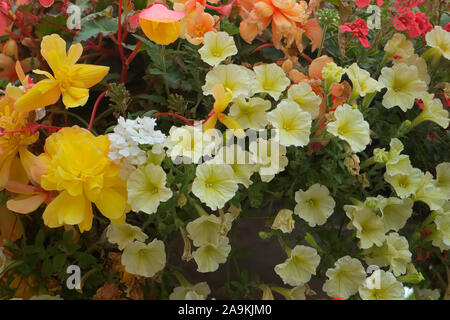 Hanging basket amenity plantings with carefully coordinated colours - Petunia surfinia 'Yellow Dream', Verbena - white, Diascea -Salmon, Begonia - red Stock Photo