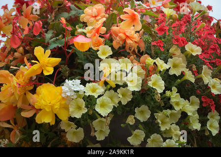 Hanging basket amenity plantings with carefully coordinated colours - Petunia surfinia 'Yellow Dream', Verbena - white, Diascea -Salmon, Begonia - red Stock Photo