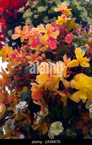 Hanging basket amenity plantings with carefully coordinated colours - Petunia surfinia 'Yellow Dream', Verbena - white, Diascea -Salmon, Begonia - red Stock Photo