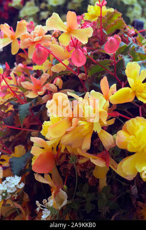 Hanging basket amenity plantings with carefully coordinated colours - Petunia surfinia 'Yellow Dream', Verbena - white, Diascea -Salmon, Begonia - red Stock Photo