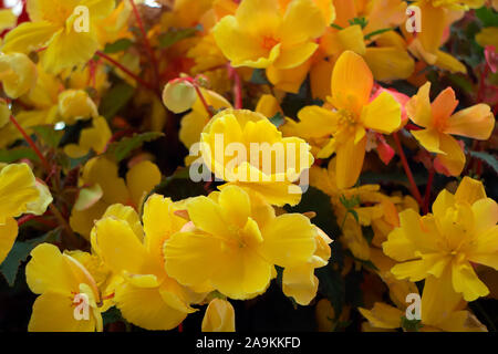 Hanging basket amenity plantings with carefully coordinated colours - Petunia surfinia 'Yellow Dream', Verbena - white, Diascea -Salmon, Begonia - red Stock Photo