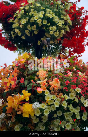 Hanging basket amenity plantings with carefully coordinated colours - Petunia surfinia 'Yellow Dream', Verbena - white, Diascea -Salmon, Begonia - red Stock Photo