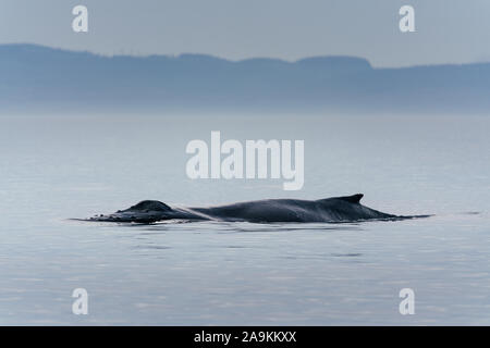 Canada, British Columbia. Humpback whale tail in Victoria Stock Photo