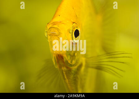 Gold Pterophyllum Scalare in aqarium water, yellow angelfish. detailed closeup Stock Photo