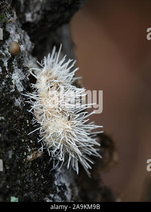 Tilachlidium brachiatum, known as cactus fungus, a sac fungi growing on spruce deadwood  from Finland Stock Photo