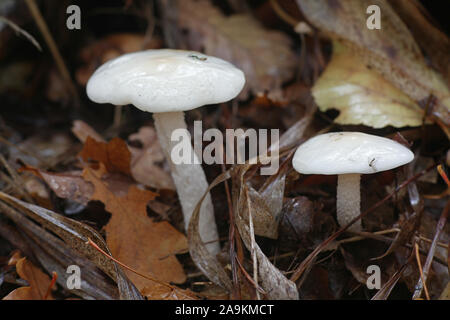 Hygrophorus hedrychii, known as Sweet woodwax, wild mushroom from Finland Stock Photo