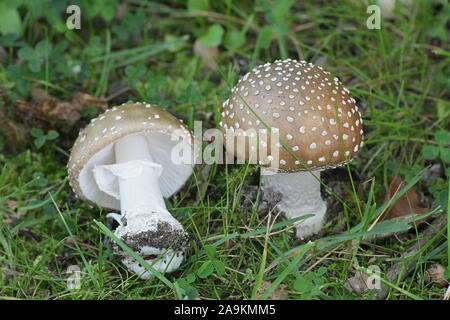 Amanita pantherina, known as the panther cap and false blusher, wild poisonous mushroom from Finland