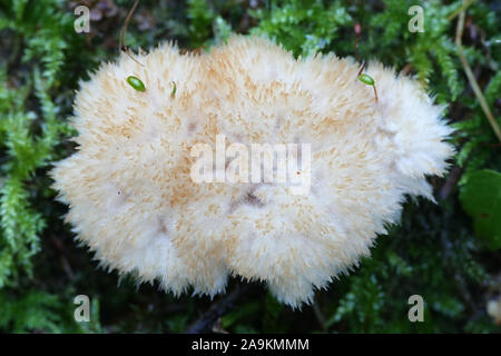 Postia ptychogaster, commonly known as the powderpuff bracket, wild fungus from Finland Stock Photo