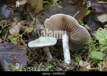 Stropharia caerulea, known as the blue roundhead or blue-green psilocybe, wild mushroom from Finland Stock Photo