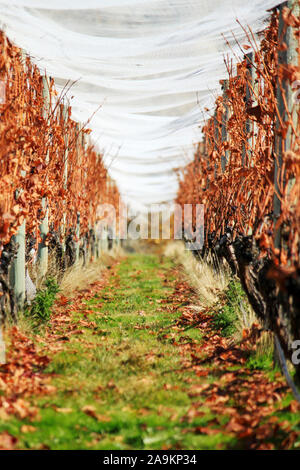 Autumn Grape Vines Row with Brown Leaves Green Grass and Bird Netting Stock Photo