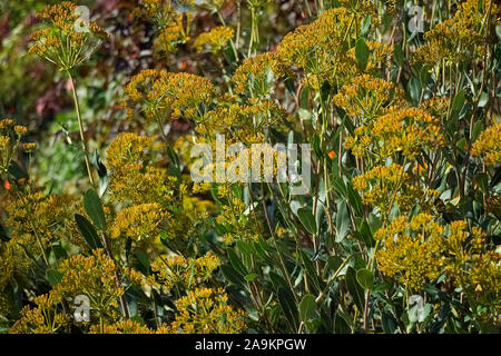 Bupleurum fruticosum Stock Photo