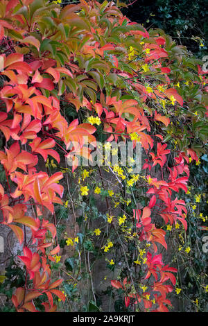 Jasminum nudiflorum AGM flowering among the autumn leaves of Parthenocissus quinquefolia - Virginia Creeper or American Ivy Stock Photo