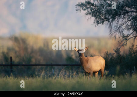 Rocky Mountain Elk, (Cervus canadensis Nelson), cow.  Bernardo Waterfowl Management Area, New Mexico, USA. Stock Photo