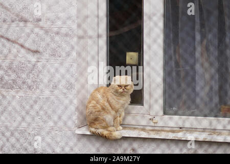 Red fold cat sits on a windowsill outside a rural house. Stock Photo