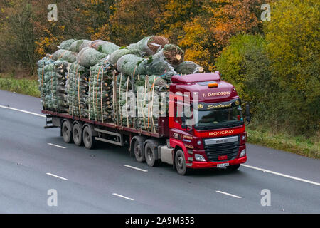 Chorley, Lancashire, United Kingdom. 16th Nov 2019. Christmas begins in earnest as imported non-drop trees arrive from Scandinavia. The Nordmann Fir tree, otherwise known as the ‘non-drop’ tree is by far the most popular tree in the UK. Nordmann Firs are typically grown in the Scottish Highlands and on the continent of Europe where the temperatures are cooler.  Credit:MediaWorldImages/AlamyLiveNews Stock Photo