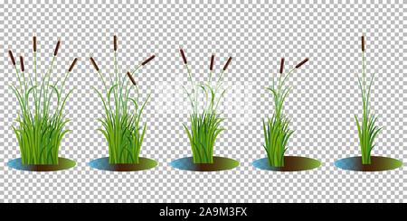 Vector set of reed stalk bushes in swamp water isolated on transparent background. 5 bushes set vector reeds stemd, bunch from one to five stems. Stock Vector
