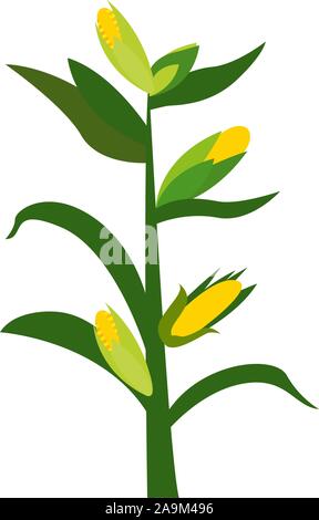 Corn cobs on plant stem - Vector illustration Stock Vector