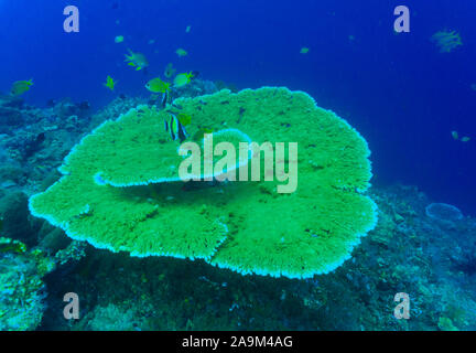 A beautiful Table Coral in the underwater paradise of Bali (Indonesia) Stock Photo