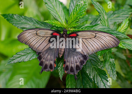 Female Papilio memnon, the great Mormon butterfly, with open wings, on a green leaf Stock Photo