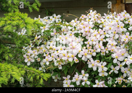 Flowers of mountain clematis (Clematis montana) growing on a fence in an urban garden Stock Photo
