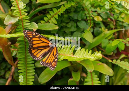 Monarch butterfly (Danaus plexippus), with open wings, on a green leaf