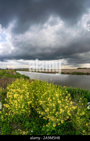 Threatening dark clouds with bright rapeseed flowers in the foreground along a canal in Holland. Beautiful contrast between the sky and flowers. Stock Photo