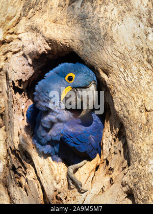 Close up of a Hyacinth macaw nesting in a tree hole, South Pantanal, Brazil. Stock Photo
