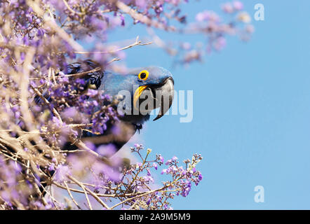 Close up of a Hyacinth macaw perched on a tree branch in spring, South Pantanal, Brazil. Stock Photo