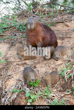 Close up of Capybara mother with five babies, sitting on a river bank, North Pantanal, Brazil. Stock Photo