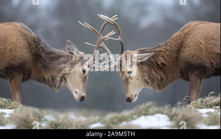 Close-up of Red deer stags fighting in winter, UK. Stock Photo