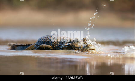 Close up of a Yacare caiman (Caiman yacare) in water, South Pantanal, Brazil. Stock Photo