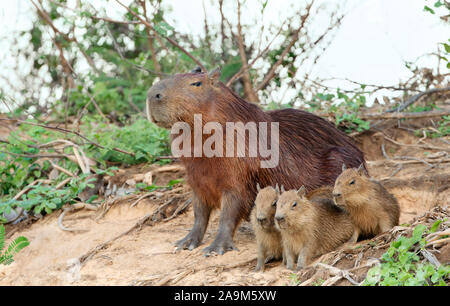 Close up of Capybara mother with three pups sitting on a river bank, North Pantanal, Brazil. Stock Photo