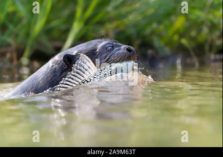 Close up of a giant otter with a catched fish, Pantanal , Brazil. Stock Photo