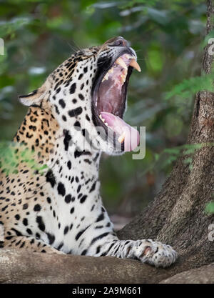 Close up of a Jaguar yawning, Pantanal, Brazil. Stock Photo