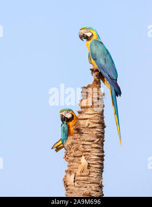 Close up of two blue-and-yellow macaws perched high on a dead palm tree, Pantanal, Brazil. Stock Photo
