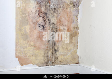 Damp and and black mould found underneath wallpaper on an interior wall of a house, England, UK Stock Photo