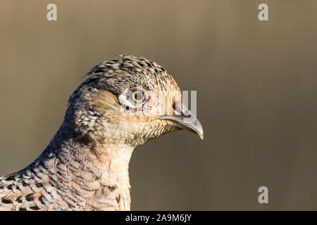 Detailed side view close up of female UK pheasant head & face (Phasianus colchicus) isolated outdoors in the spring sunshine. British game birds. Stock Photo