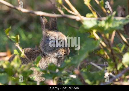Close up cute wild baby UK rabbit (Oryctolagus cuniculus) isolated outdoors hiding in UK woodland undergrowth, peeping out from shadows. Easter bunny. Stock Photo