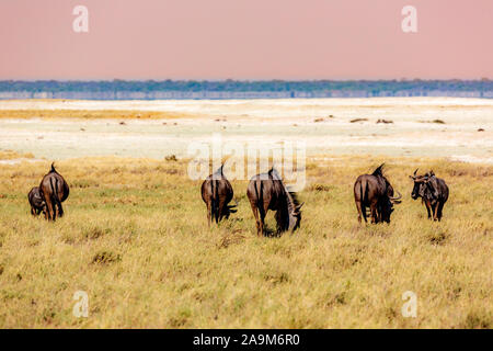 Wildlife at Etosha national park, Namibia, Africa Stock Photo