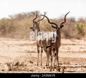 Wildlife at Etosha national park, Namibia, Africa Stock Photo